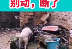 最新爆料幽默短视频,笑到肚子疼！